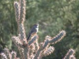 Cactus Wren