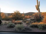 Early Morning at McDowell
