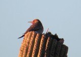  Flicker on Saguaro