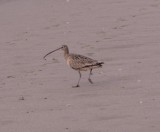 Long-billed Curlew