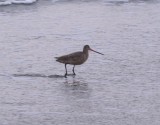 Marbled Godwit