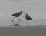 Whimbrel and Godwit