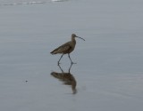 Whimbrel