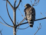 Red-shouldered Hawk
