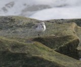 Sanderling