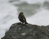 Yellow-rumped Warbler