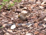 Golden-crowned Sparrow
