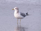 Mew Gull at Estero