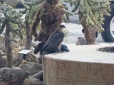 Coopers Hawk with Rock Pigeon