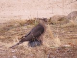 Coopers Hawk Eating Pigeon