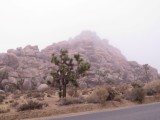 Joshua Tree