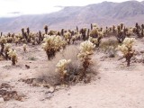Cholla Garden
