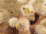 Cholla
