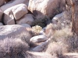 Little cholla