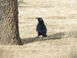 Raven