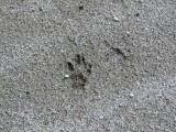 Paw Prints