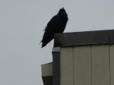 Raven; with us every day