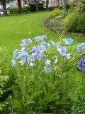 Himalayan Poppies