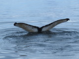 Humpback