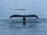 Humpback