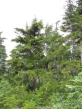 Sitka Spruce