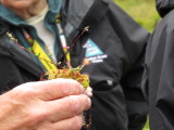 Sundew (synthesizes nitrogen)