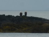 Bald Eagles