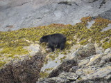 Black Bear