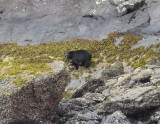 Black Bear