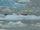 Harbor seals on iceberg