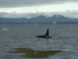 Awakened at 5 AM to see Orcas