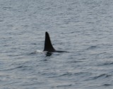 Orca