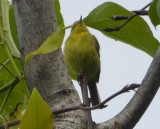 Yellow Warbler
