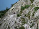 Pelagic Cormorants on rock