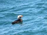 Tufted Puffin