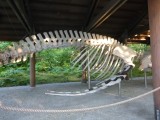 Whale Bones