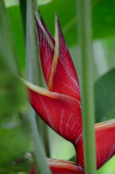 From the gardens of Colombia
