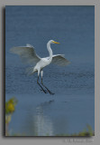 Egret @ Flag Ponds