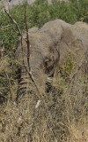 Pilanesberg NP Elephant