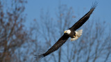 Zimmermans Bald Eagle