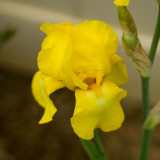 Yellow-Bearded-Iris-DSC06108-CS5.jpg