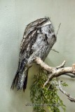 Tawny Frogmouth