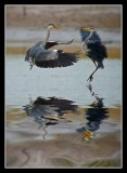 Herons - Clash of the Titans