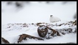 Male Ptarmigan