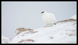 Male Ptarmigan