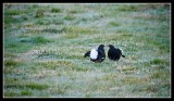 Black Cock at a Lek