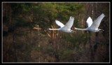 Perfect Flight Formation