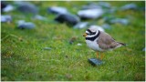 Ringed Plover