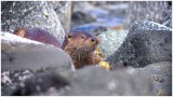 Otter hears my Rock Slip ..... Ugh !!