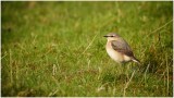 Female Wheatear